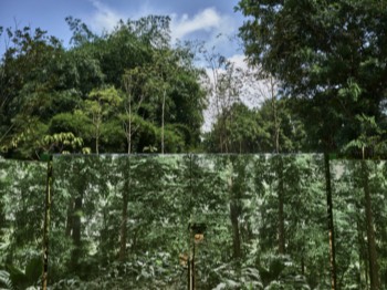  Botanic Gardens, Singapore 