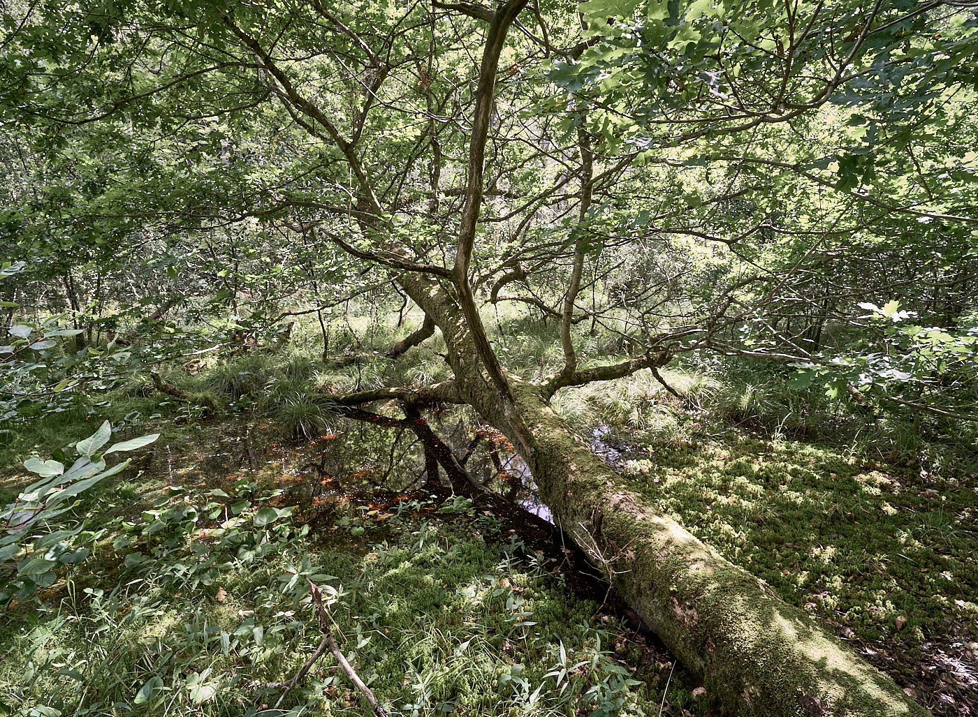  Torup Skog / Wet Woodland 