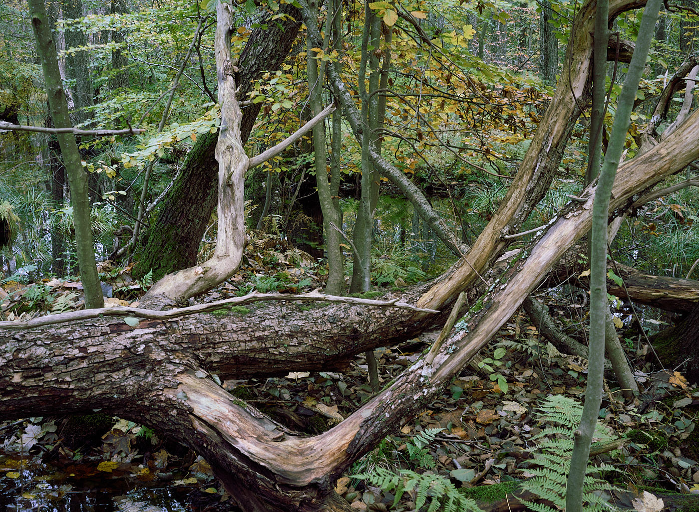  Torup Skog / Wet Woodland 
