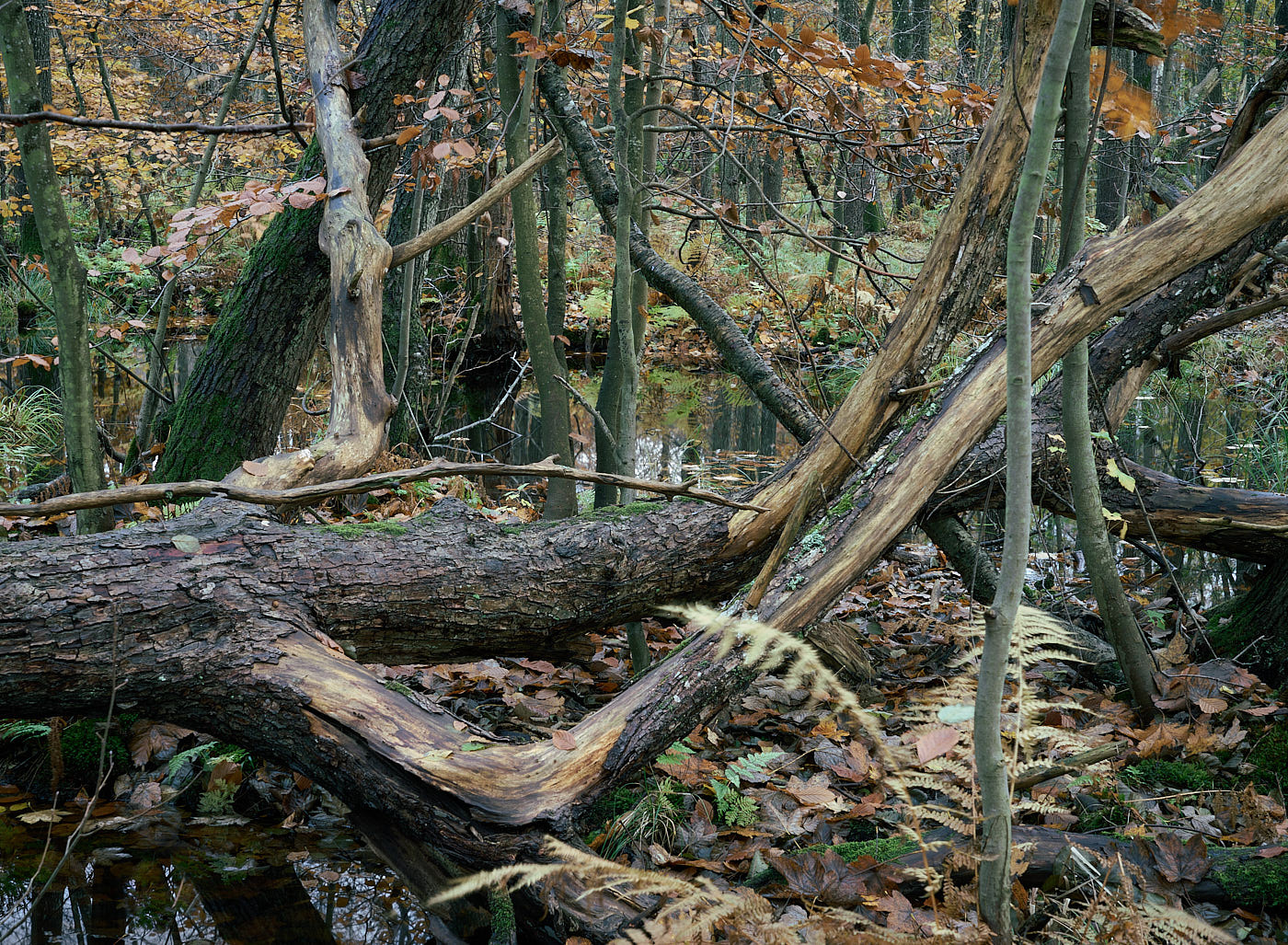  Torup Skog / Wet Woodland 