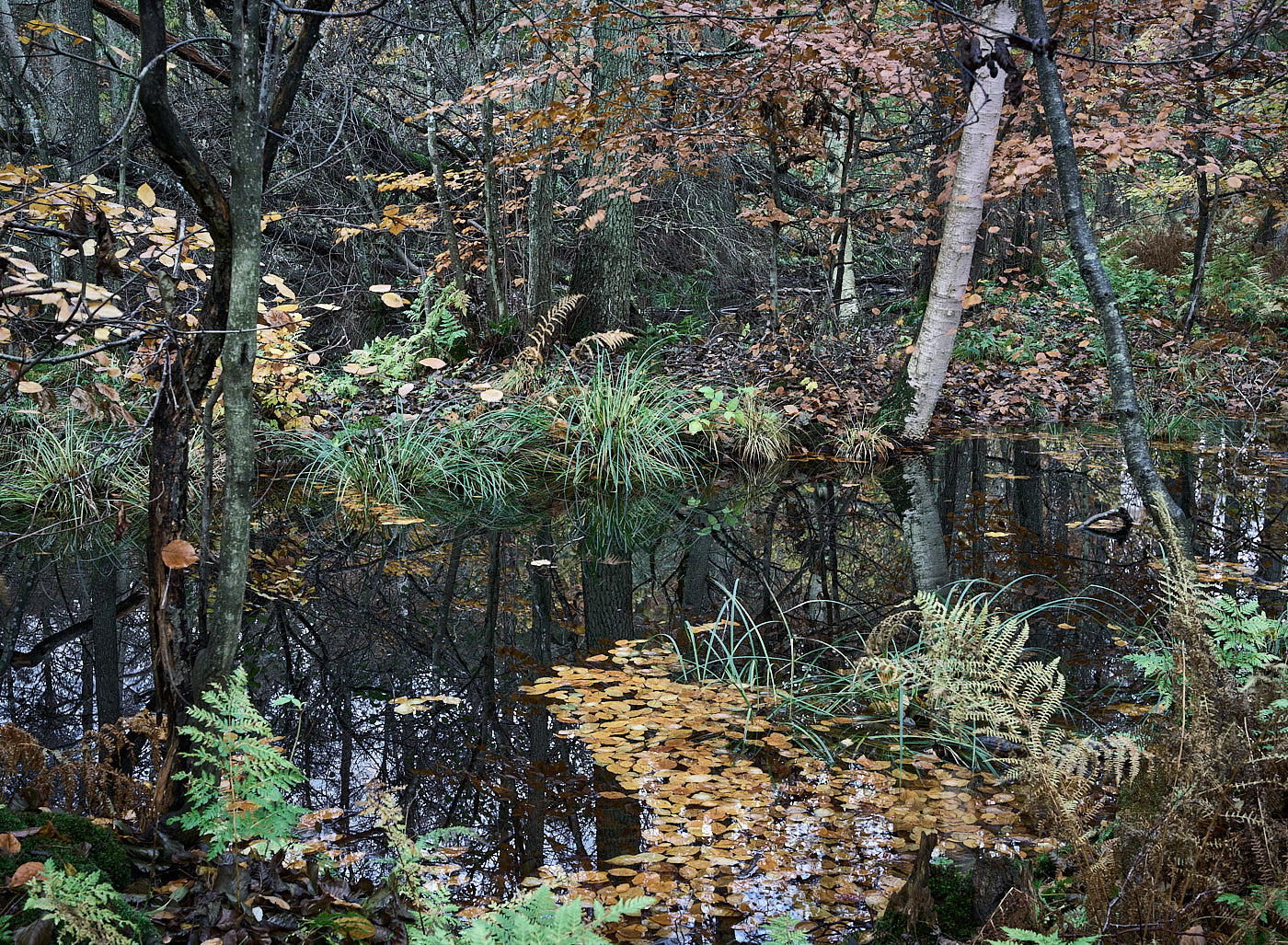  Torup Skog / Wet Woodland 