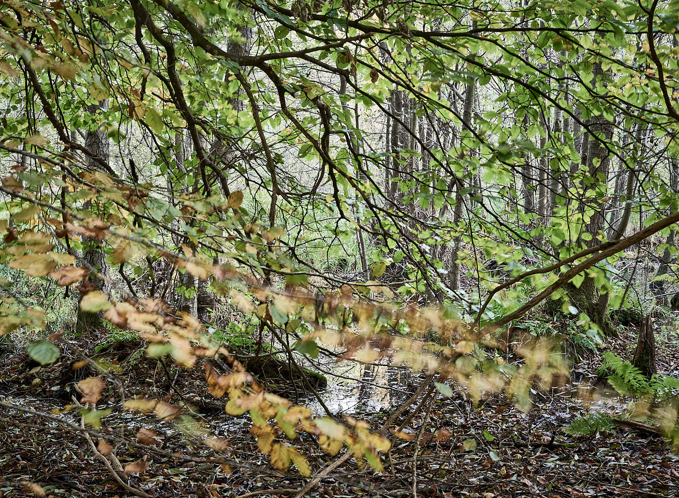  Torup Skog / Wet Woodland 
