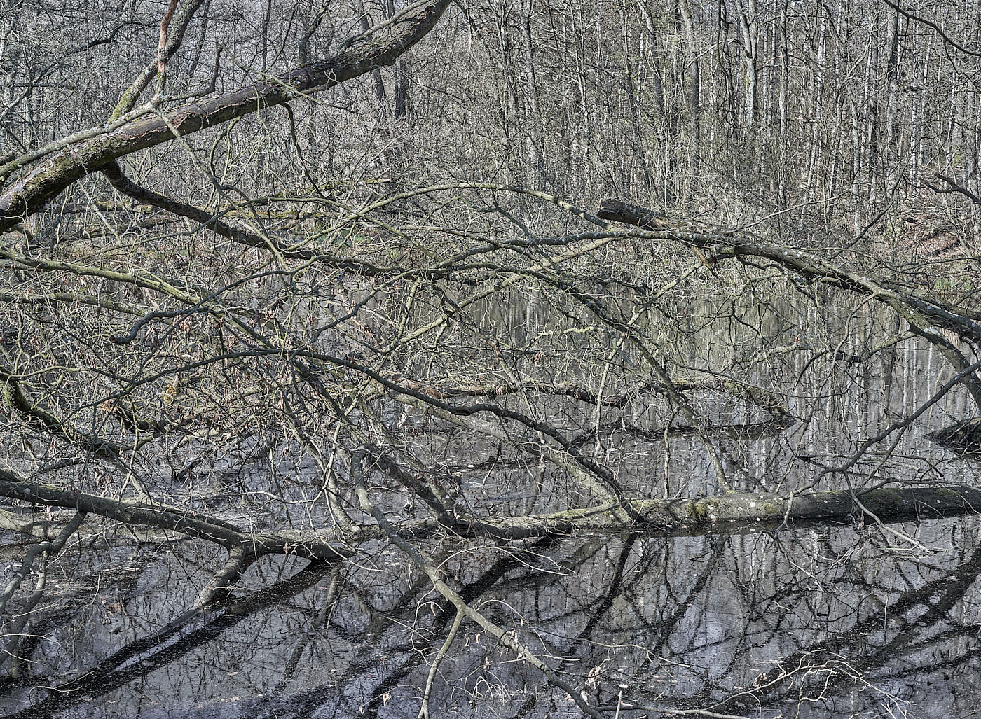  Torup Skog / Wet Woodland 