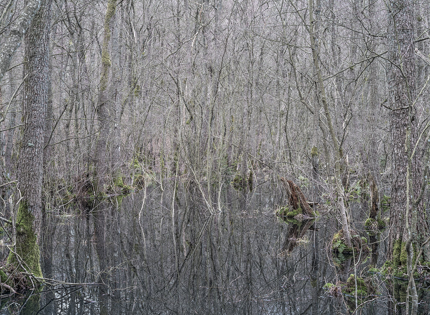  Torup Skog / Wet Woodland 