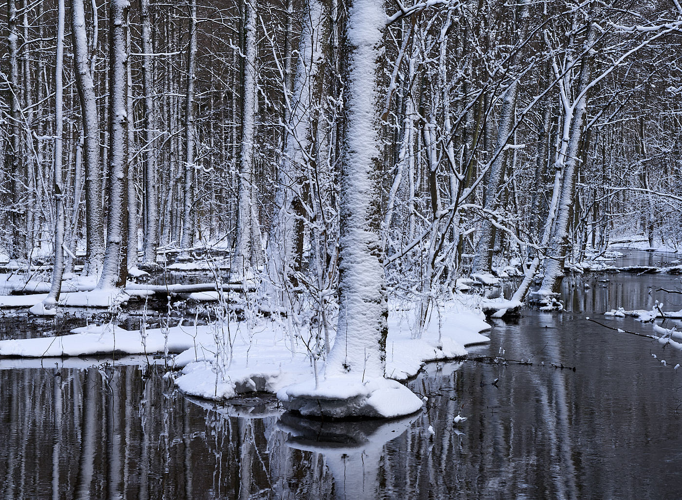  Torup Skog / Wet Woodland 