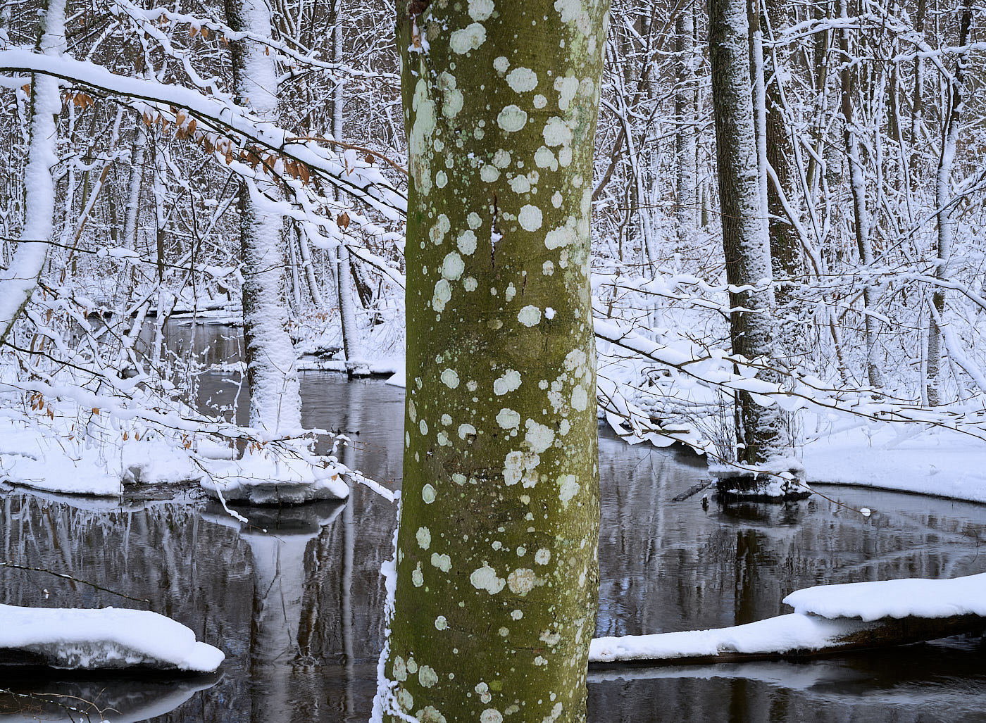  Torup Skog / Wet Woodland 