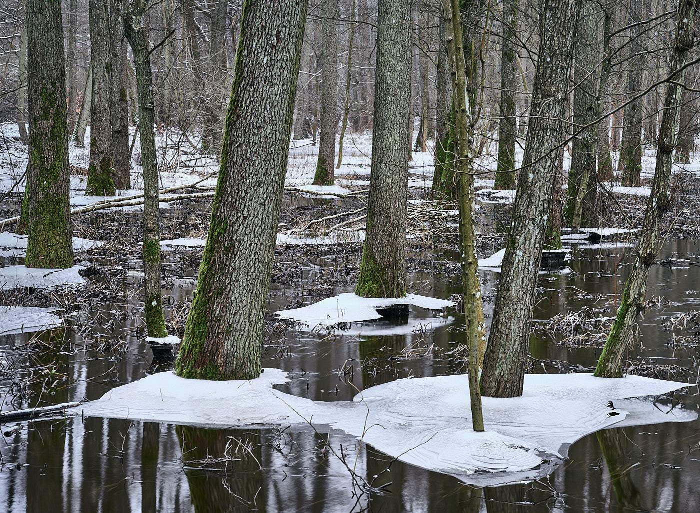  Torup Skog / Wet Woodland 