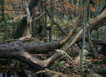  Torup Skog / Wet Woodland 