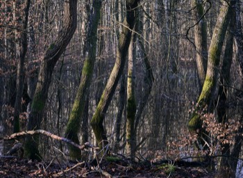  Torup Skog / Wet Woodland 