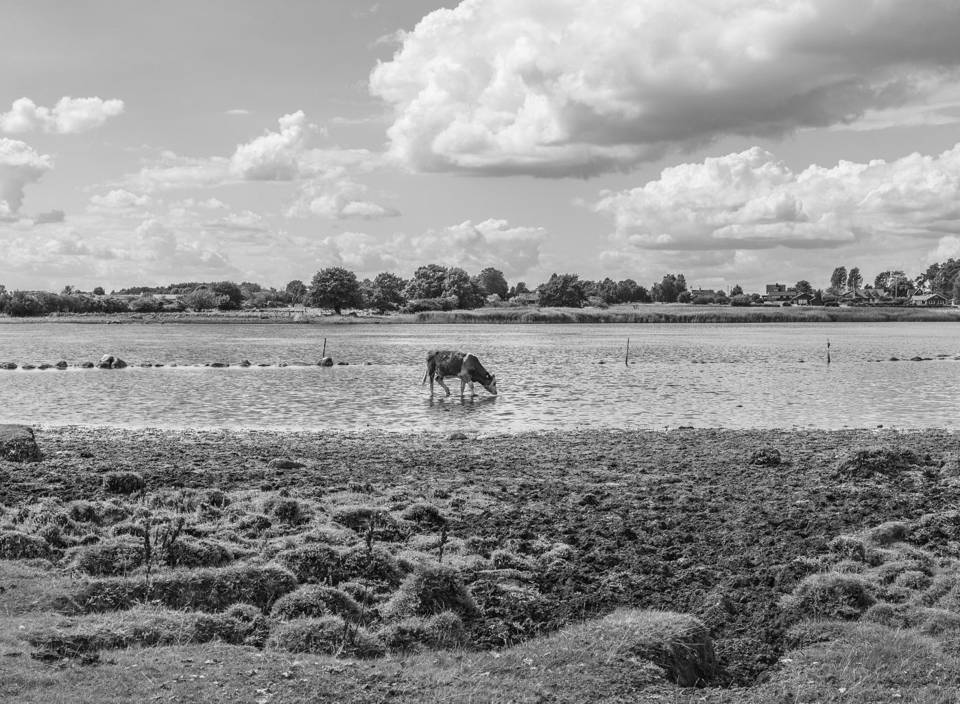  Tosterberga, Österlen 2014 